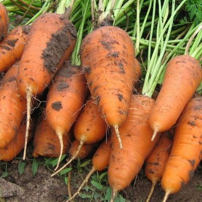 Carrot Kuroda Shantane