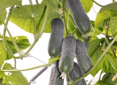Lenara cucumber
