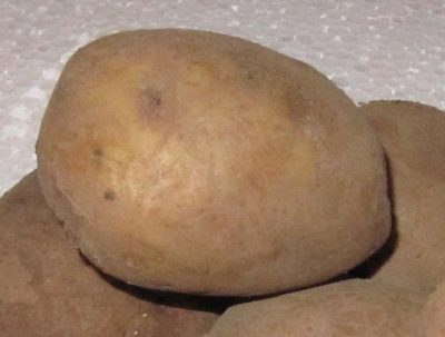 Pommes de terre Lugovskoï