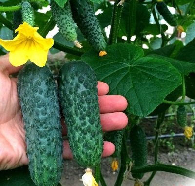 Cucumber Lutoyar
