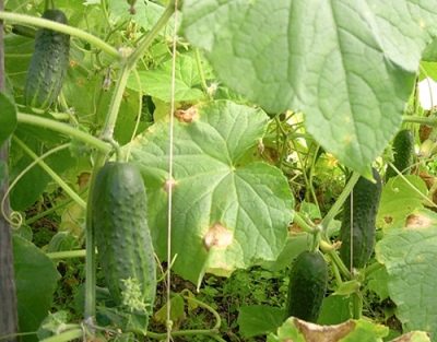 Cucumber Marinda