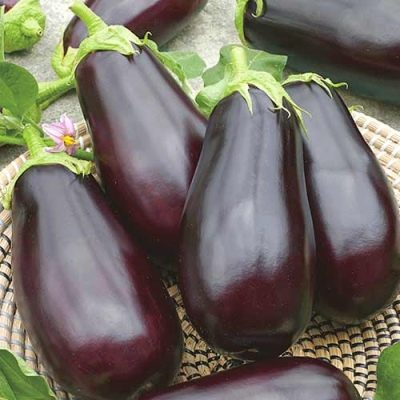 Eggplant Maria