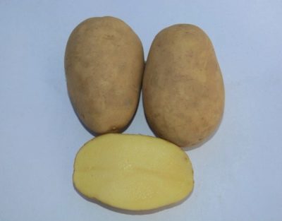 Kartofler Mastak