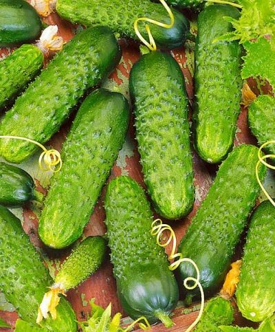 Cucumber Meringue