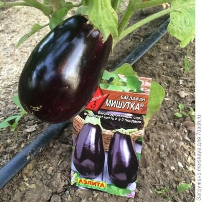 Eggplant Mishutka