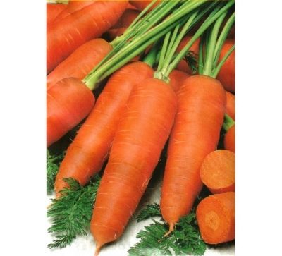 Carrot MO