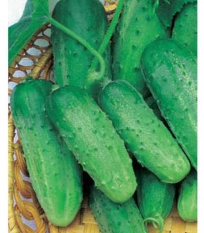 Monastic cucumber