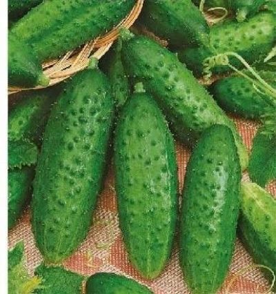 Cucumber Moravian gherkin