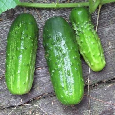 Cucumber Muromsky 36
