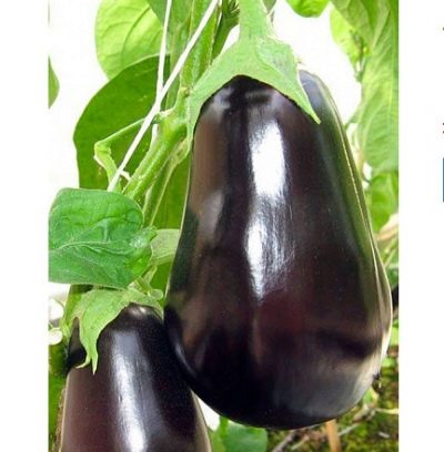 Eggplant Murzik