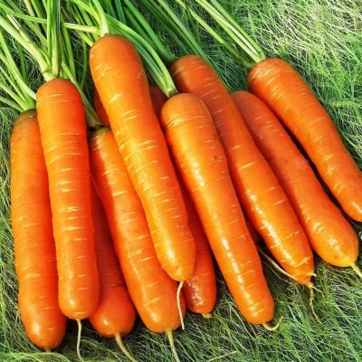 Carrot of Nantes 4