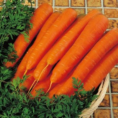 Carrot NIIOH 336