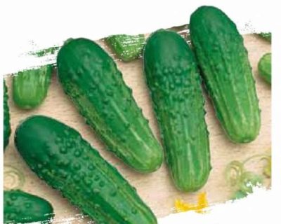 Cucumber Abundant