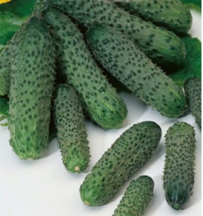 Cucumber Pasalimo