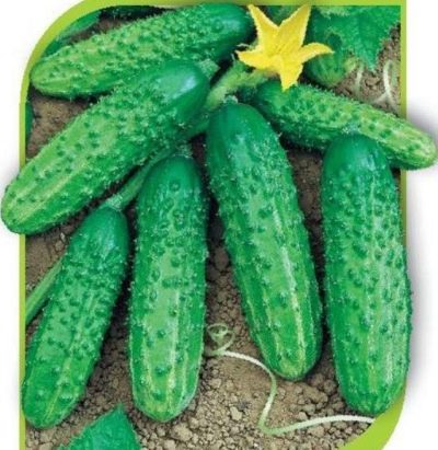 Cucumber Pasamonte