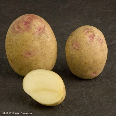 Picasso aardappelen