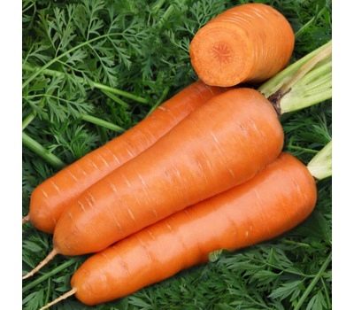 Carrot Red Cor