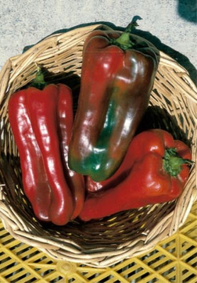 Red Nocera pepper