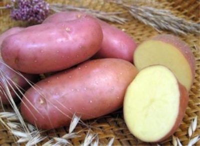 Pommes de terre écarlates rouges