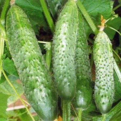 Cucumber RMT
