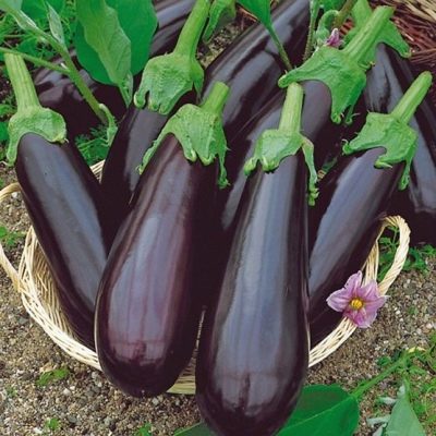 Eggplant Roma