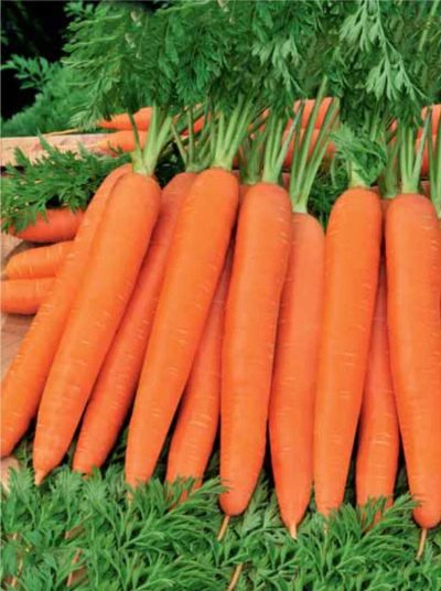 Zanahorias Romos