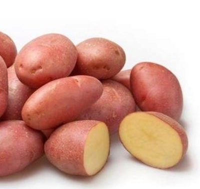 Pommes de terre Ryabinushka