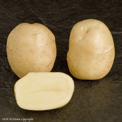 Sante aardappelen