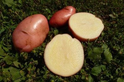 Pommes de terre Sarpo Mira
