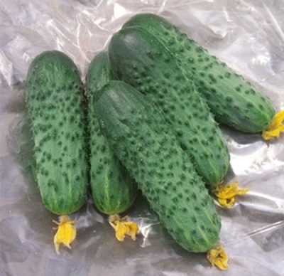 Cucumber Satina