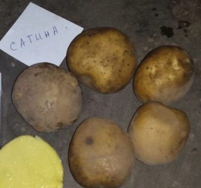 Satina-Kartoffeln