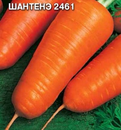Carrot Shantane 2461