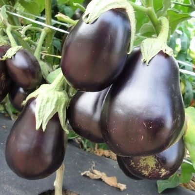 Eggplant Nutcracker