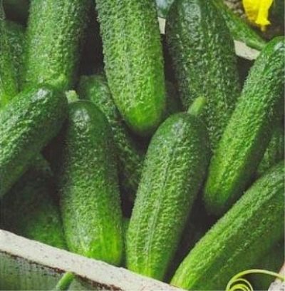 Cucumber Espagnolette