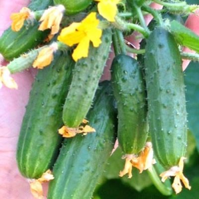 Cucumber Siberian bouquet