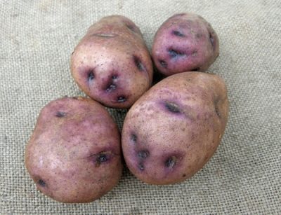 Pommes de terre sineglazka