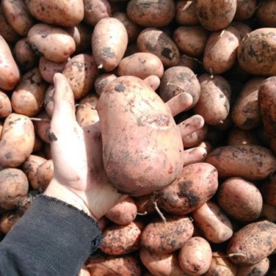 Slawjanka-Kartoffeln