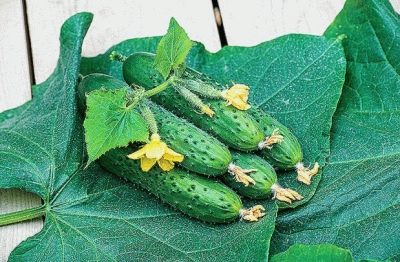 Cucumber Spino
