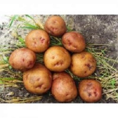 Pommes de terre Svitanok Kievsky