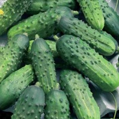Cucumber Taganay
