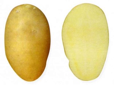 Pommes de terre Tuleevsky