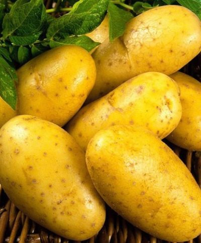 Uladar-aardappelen