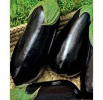 Eggplant Universal 6