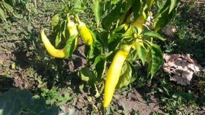 Hungarian yellow pepper