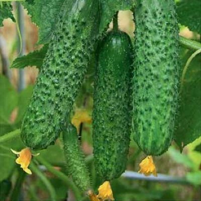 Cucumber Vyatich
