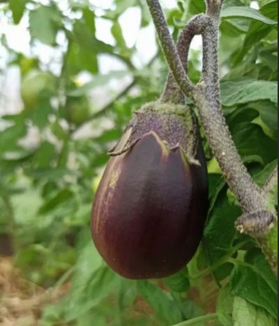Eggplant japanese dwarf