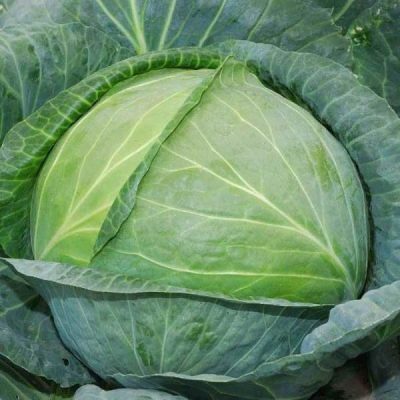 Cabbage Aggressor