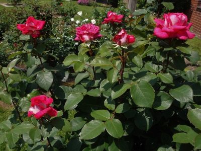 Růže Acapella