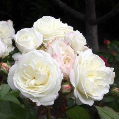 Rose Albâtre