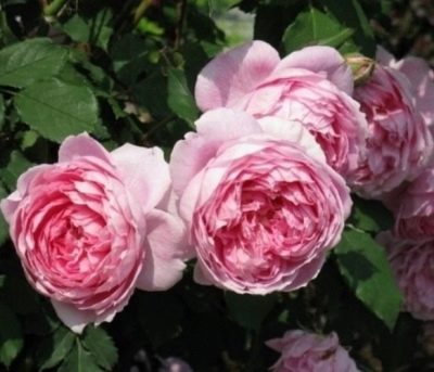 Róża Alan Titchmarsh
